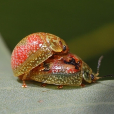 Paropsisterna fastidiosa (Eucalyptus leaf beetle) at ANBG - 20 Sep 2019 by TimL