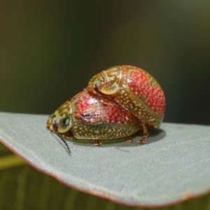 Paropsisterna fastidiosa at Hackett, ACT - 20 Sep 2019