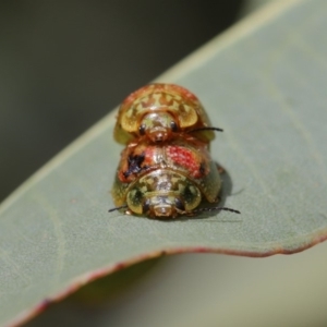 Paropsisterna fastidiosa at Hackett, ACT - 20 Sep 2019 11:49 AM