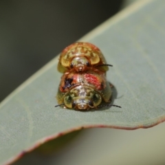 Paropsisterna fastidiosa at Hackett, ACT - 20 Sep 2019