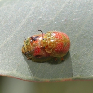 Paropsisterna fastidiosa at Hackett, ACT - 20 Sep 2019 11:49 AM