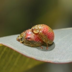 Paropsisterna fastidiosa at Hackett, ACT - 20 Sep 2019 11:49 AM