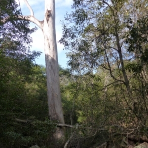 Eucalyptus cypellocarpa at Black Range, NSW - 30 Apr 2019
