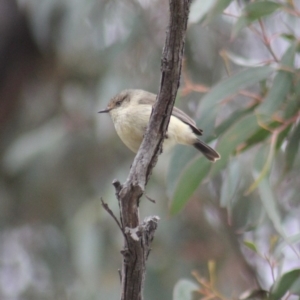 Acanthiza reguloides at Gundaroo, NSW - 18 Sep 2019 12:39 PM