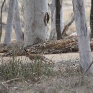 Lepus capensis at Gundaroo, NSW - 18 Sep 2019
