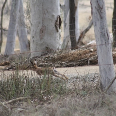 Lepus capensis (Brown Hare) at Gundaroo, NSW - 18 Sep 2019 by Gunyijan