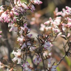 Lissanthe strigosa subsp. subulata (Peach Heath) at Gundaroo, NSW - 20 Sep 2019 by Gunyijan