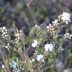 Leucopogon virgatus at Gundaroo, NSW - 20 Sep 2019