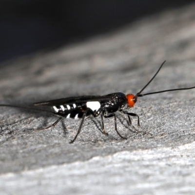 Braconidae (family) (Unidentified braconid wasp) at Mount Ainslie - 19 Sep 2019 by jb2602