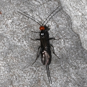 Braconidae (family) at Majura, ACT - 19 Sep 2019 03:39 PM