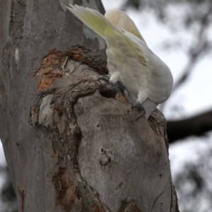 Cacatua galerita at Ainslie, ACT - 19 Sep 2019