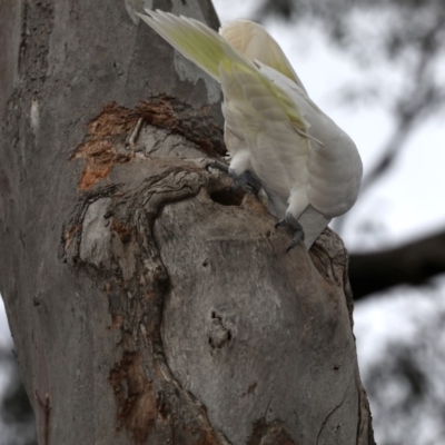 Cacatua galerita (Sulphur-crested Cockatoo) at Ainslie, ACT - 19 Sep 2019 by jb2602