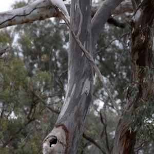 Cacatua galerita at Ainslie, ACT - 19 Sep 2019