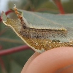 Uraba lugens (Gumleaf Skeletonizer) at Stromlo, ACT - 20 Sep 2019 by HelenCross