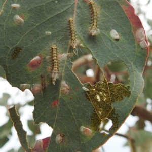 Uraba lugens at Stromlo, ACT - 21 Sep 2019