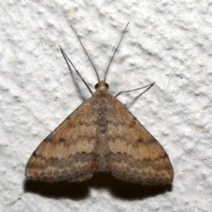 Scopula rubraria at Ainslie, ACT - 19 Sep 2019