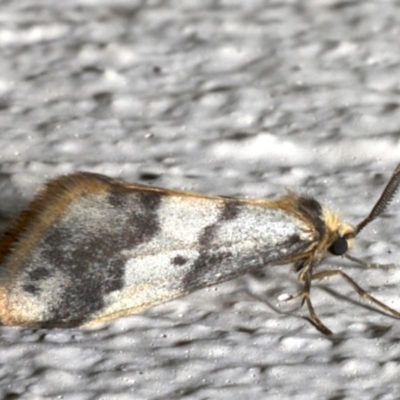 Anestia (genus) (A tiger moth) at Ainslie, ACT - 19 Sep 2019 by jb2602