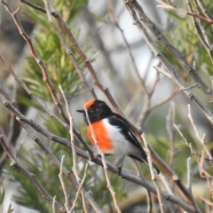 Petroica goodenovii (Red-capped Robin) at Denman Prospect 2 Estate Deferred Area (Block 12) - 20 Sep 2019 by HelenCross