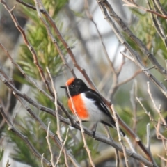 Petroica goodenovii (Red-capped Robin) at Denman Prospect, ACT - 21 Sep 2019 by HelenCross