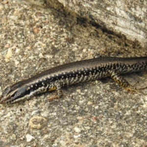 Eulamprus heatwolei at Molonglo River Reserve - 21 Sep 2019 08:46 AM