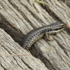 Eulamprus heatwolei at Molonglo River Reserve - 21 Sep 2019 08:46 AM