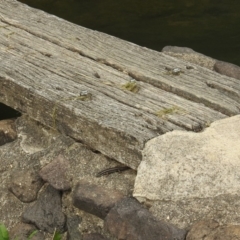 Eulamprus heatwolei at Molonglo River Reserve - 21 Sep 2019 08:46 AM