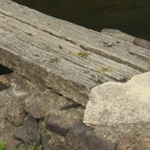 Eulamprus heatwolei at Molonglo River Reserve - 21 Sep 2019