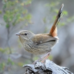 Hylacola pyrrhopygia at Denman Prospect, ACT - 31 Oct 2017