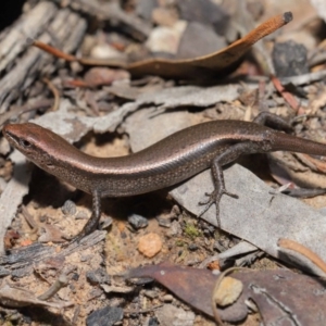 Lampropholis delicata at Hackett, ACT - 20 Sep 2019 12:42 PM