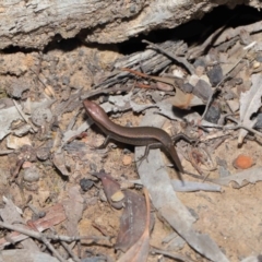 Lampropholis delicata at Hackett, ACT - 20 Sep 2019