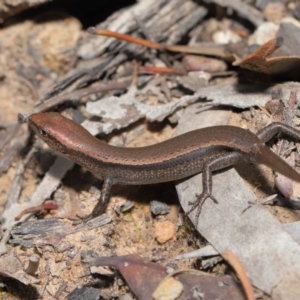 Lampropholis delicata at Hackett, ACT - 20 Sep 2019 12:42 PM