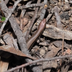 Lampropholis delicata at Hackett, ACT - 20 Sep 2019 12:42 PM