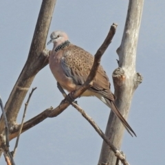 Spilopelia chinensis (Spotted Dove) at Jerrabomberra Wetlands - 20 Sep 2019 by RodDeb