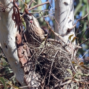 Anthochaera carunculata at Fyshwick, ACT - 20 Sep 2019