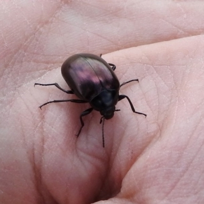 Chalcopteroides spectabilis (Rainbow darkling beetle) at Jerrabomberra Wetlands - 20 Sep 2019 by RodDeb