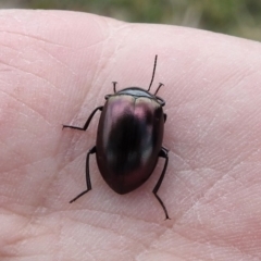 Chalcopteroides spectabilis at Fyshwick, ACT - 20 Sep 2019