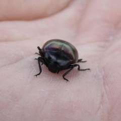 Chalcopteroides spectabilis at Fyshwick, ACT - 20 Sep 2019