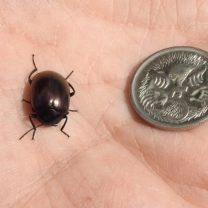 Chalcopteroides spectabilis at Fyshwick, ACT - 20 Sep 2019