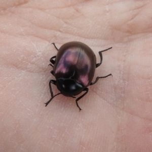 Chalcopteroides spectabilis at Fyshwick, ACT - 20 Sep 2019