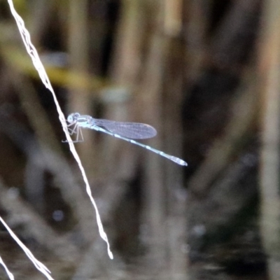 Austrolestes leda (Wandering Ringtail) at Jerrabomberra Wetlands - 20 Sep 2019 by RodDeb