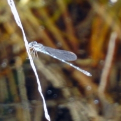 Austrolestes leda at Fyshwick, ACT - 20 Sep 2019 01:41 PM