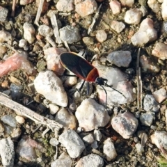 Dindymus versicolor (Harlequin Bug) at Fyshwick, ACT - 20 Sep 2019 by RodDeb