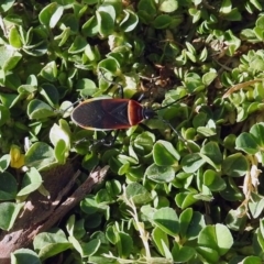 Dindymus versicolor at Fyshwick, ACT - 20 Sep 2019