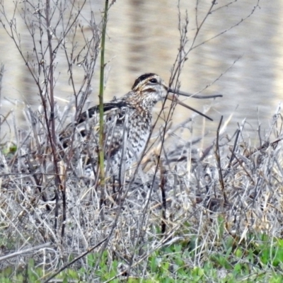 Gallinago hardwickii (Latham's Snipe) at Fyshwick, ACT - 20 Sep 2019 by RodDeb