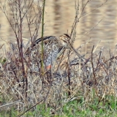 Gallinago hardwickii at Fyshwick, ACT - 20 Sep 2019