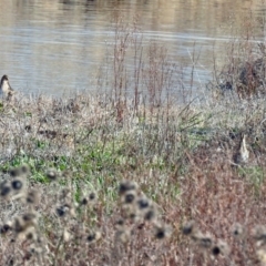 Gallinago hardwickii at Fyshwick, ACT - 20 Sep 2019