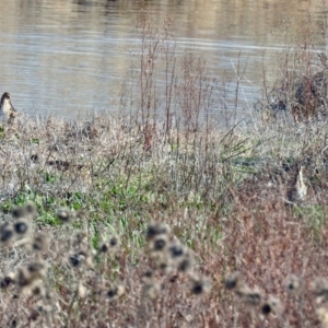 Gallinago hardwickii at Fyshwick, ACT - 20 Sep 2019