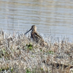 Gallinago hardwickii at Fyshwick, ACT - 20 Sep 2019