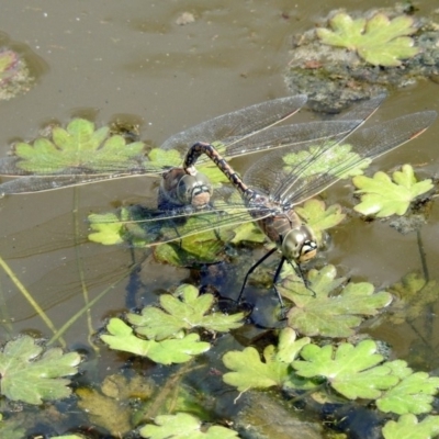 Anax papuensis (Australian Emperor) at Jerrabomberra Wetlands - 20 Sep 2019 by RodDeb