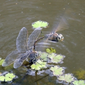 Anax papuensis at Fyshwick, ACT - 20 Sep 2019